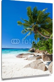 Lienzo Palmeras en playa